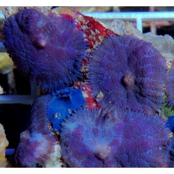 Фиолетовый родактис Тонга (Tonga Purple Mushrooms)